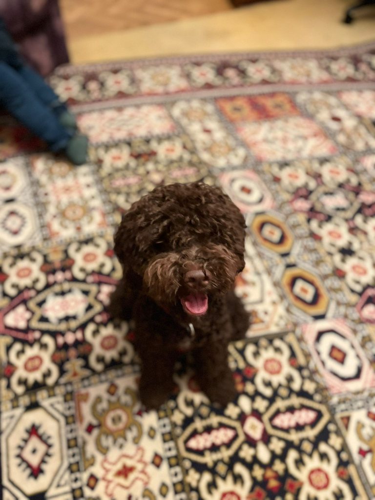 Lagotto Romagnolo, eighth months old. Her name is Avril :)
