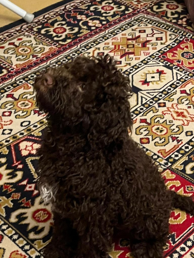 Avril my Lagotto Romagnolo at 4 th old